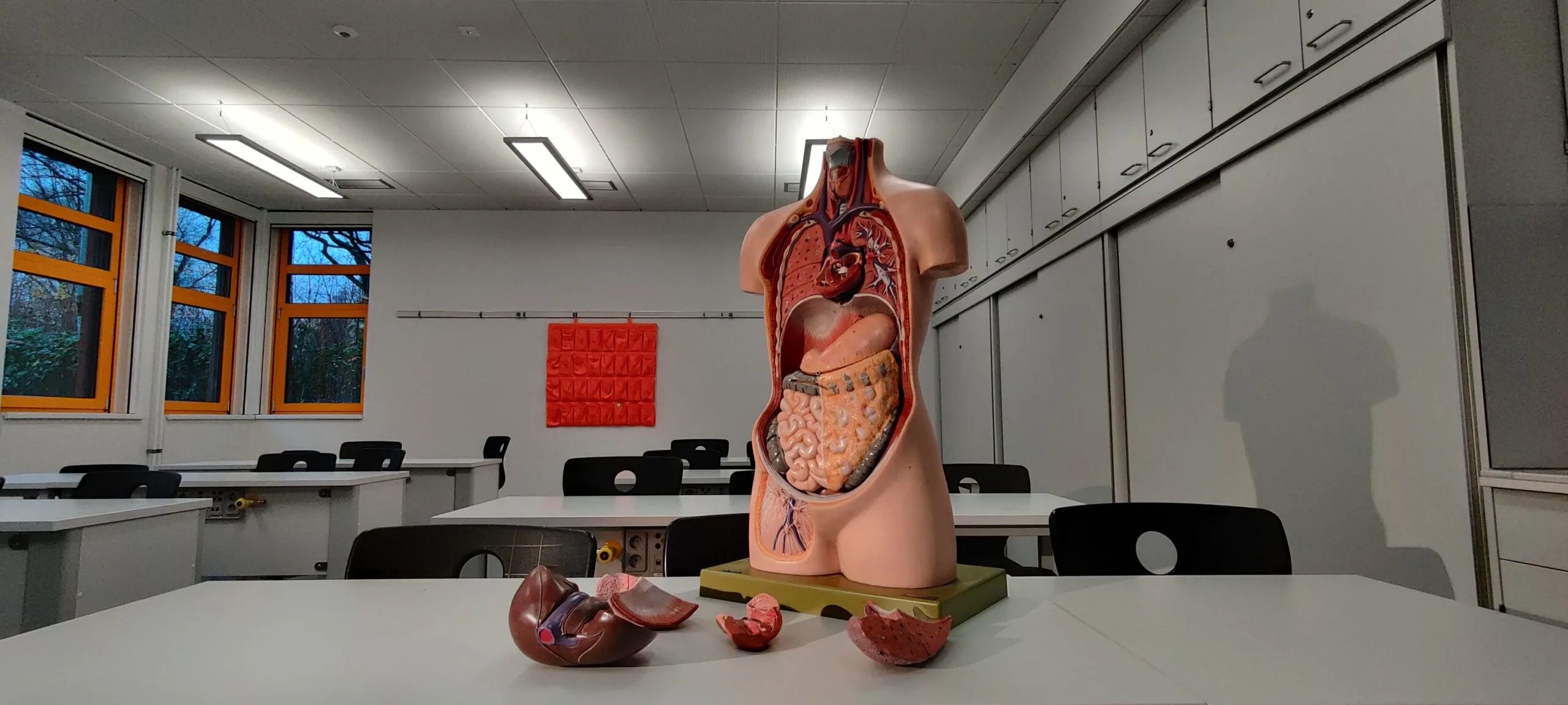 anatomy class