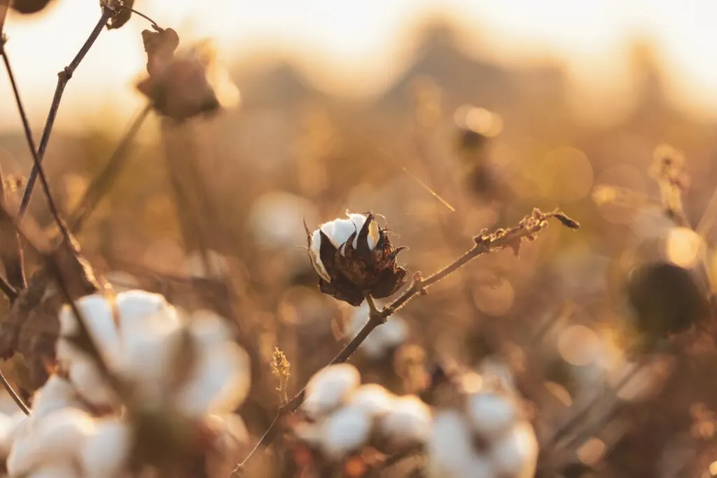 Ultimate Guide to Organic Cotton